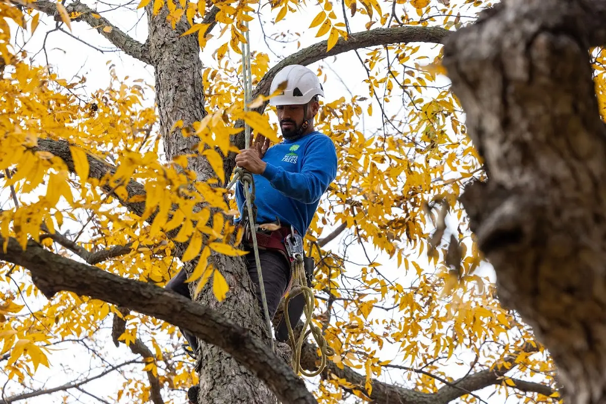 Skilled Tree Transplanting crew working in Sale Creek