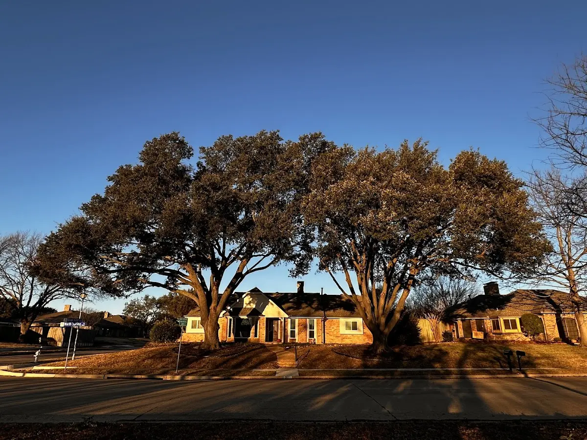 Established residential canopy tree shading a home in Sale Creek
